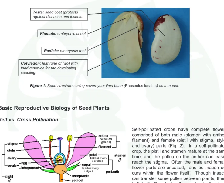 Figure 2.  Diagram of flower structure.  Source:  http://generalhor- http://generalhor-ticulture.tamu.edu/h202/labs/lab2/flowerd.html
