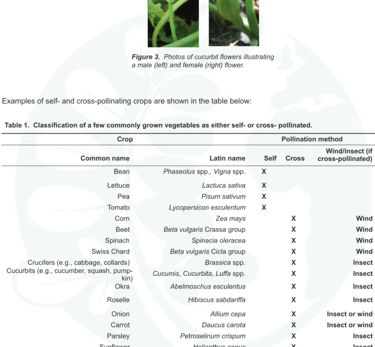 Table 1.  Classification of a few commonly grown vegetables as either self- or cross- pollinated.
