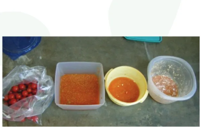 Figure 5.  Fermenting process of cleaning tomato seed. 