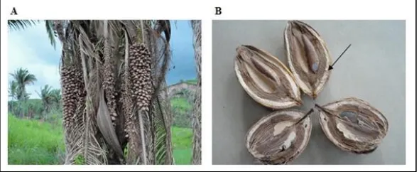 Figure 1: A. Attalea speciosa Mart. ex Spreng. (babassu); B. Detail of the mesocarp of the fruit (arrow) 