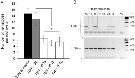 Figure 7. Immunolocalisation of Gp-HYP proteins to the apoplasm. A) 2walls (blue) in the apoplasm between the feeding site (*) and the anterior end of the nematode (N)