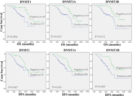 Figure 4. Kaplan-Meier estimates of patients with renal cell carcinoma stratified by DNMTs protein expression.