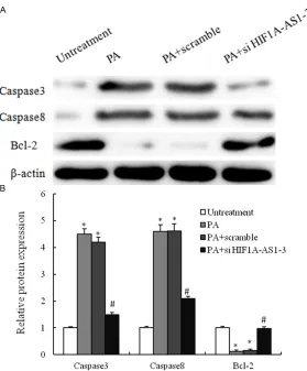 Figure 4. PA-mediated regulation of apoptosis-related proteins in VSMCs. A. VSMCs are treated with untreatment, 0.8 mM PA only, 0.8 mM PA plus scram-ble si-RNA and 0.8 mM PA plus si-HIF1a-AS1-3 for 48 h, and the expression of caspase3, caspase8 and Bcl2 ar