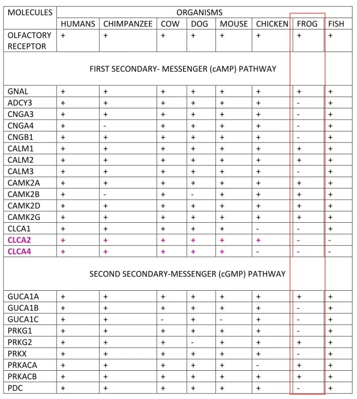 Table 3.1 Dual secondary messenger pathway analysis of the molecules involved along the  pathway