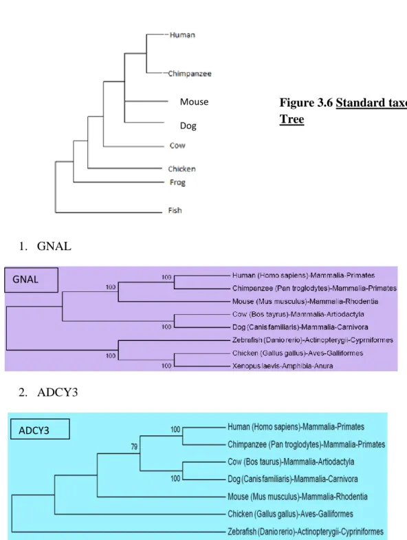 Figure 3.6 Standard taxonomic               Tree 