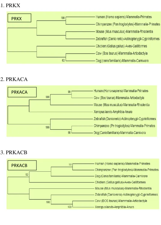 Figure 3.7 Evolutionary Trees generated using NJ method. Bootstrap values greater than 50% 