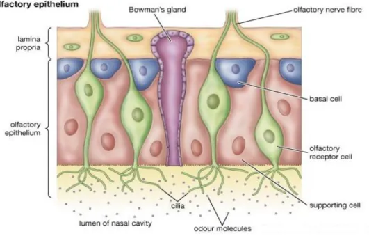 Figure 1.2 Structure of Olfactory epithelium showing olfactory receptor neurons, supporting  cell and basal cells