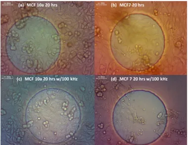 Figure 2. MCF 10a cells after 20 hours without the applied field (a), after 20 hours with the applied 100 kHz field (c), the MCF 7 cells after 20 hours without the exposure