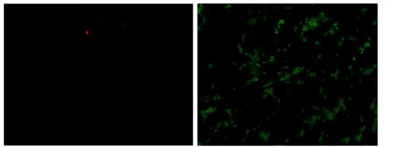 Figure 5. AFM amplitude images showing the surface topography of SKOV-3 cell membrane after treating with and without HER2 modified –AuNPs for 3 hours