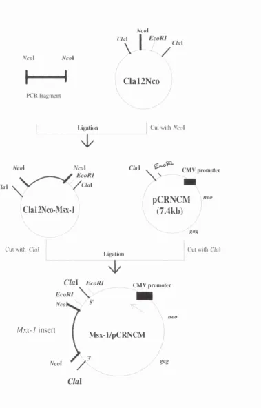 Figure 2.8- Procedures for cloning c M sx -1 into pCRNCM  