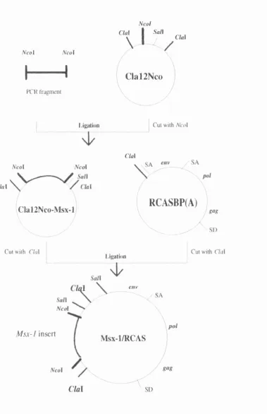 Figure 2.10- Procedures for cloning cMsx-l into RCASBP(A) retroviral 