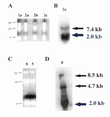 Figure 2.15- Total RNA was isolated from Q2bn and (O) Line eells transfeeted with all differentconstruets, electrophoresed on 1 % agarose-Mops-formaldehyde gel and stained with ethidiumdifferent transcripts.2a
