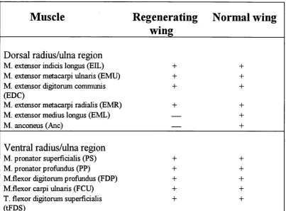 Table 3.4 Named muscles (abbreviations in brackets) and muscle pattern in the regenerating wing versus normal wing (at stage 36)