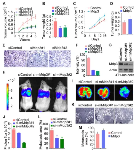 Figure 4. Mdp3 increases breast cancer growth and metastasis in mice. (A) MDA-MB-231 cells were transfected with control or Mdp3 siRNAs, and the transiently-silenced cells were injected subcutaneously into the right ﬂanks of female athymic nude mice (7 mic