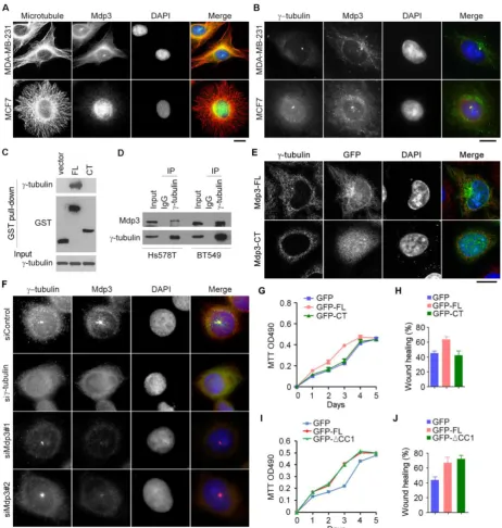 Figure 5. Interaction of Mdp3 with γ-tubulin is required for its ability to promote breast cancer cell proliferation and motility