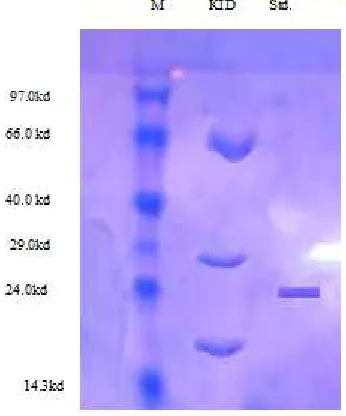 Table 3. Trypsin activity  