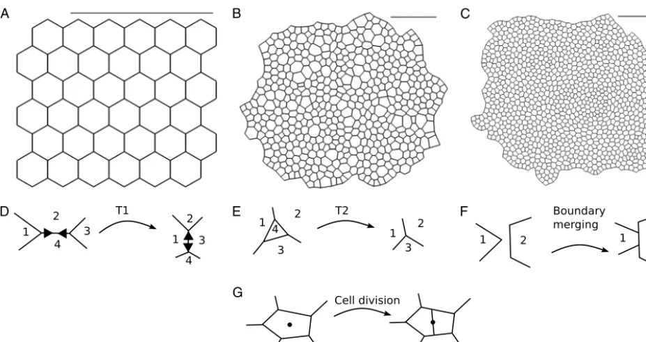 Fig. 1. Two-dimensional vertex models represent cells in an epithelial tissue as polygons and allow different types of vertex rearrangement
