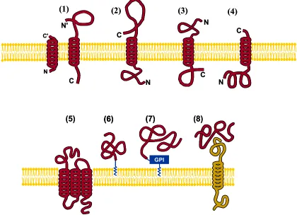 Figure 8. Schematic illustration showing the 8 types of membrane proteins: (1) type I transmembrane, (2) type II, brane, and (8) peripheral membrane
