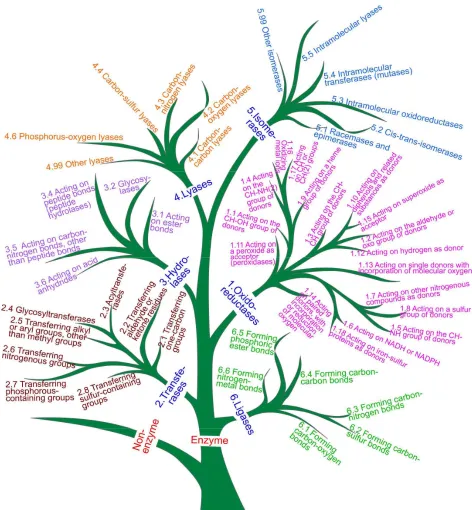 Figure 9. A schematic drawing to use tree branches to classify enzyme and non-enzyme as well as the six main functional classes of enzymes and their subclasses