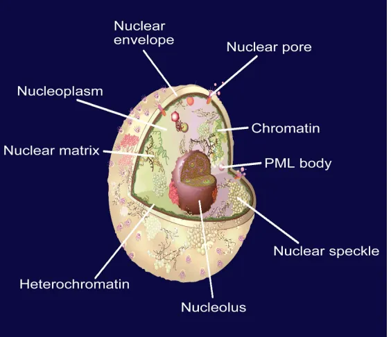 Figure 5. Schematic drawing to show the nine subnuclear locations: (1) chromatin, (2) heterochromatin, (3) nuclear envelope, (4) nuclear matrix, (5) nuclear pore complex, (6) nuclear speckle, (7) nucleolus, (8) nucleoplasm, (9) nuclear PML body