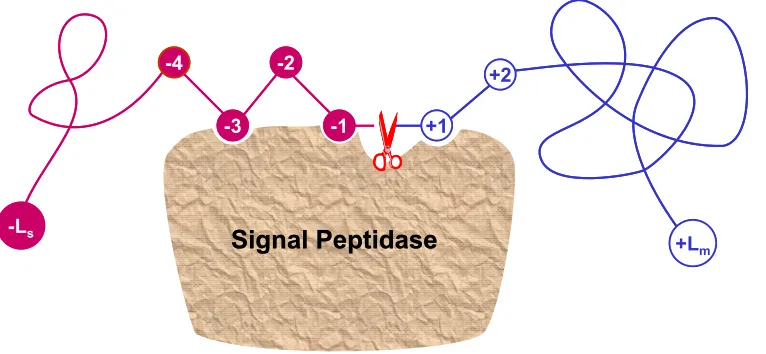 Figure 6. A schematic drawing to show: how the signal peptides of secretory proteins function as an “address tag” in directing the proteins to their proper cellular and extracellular locations