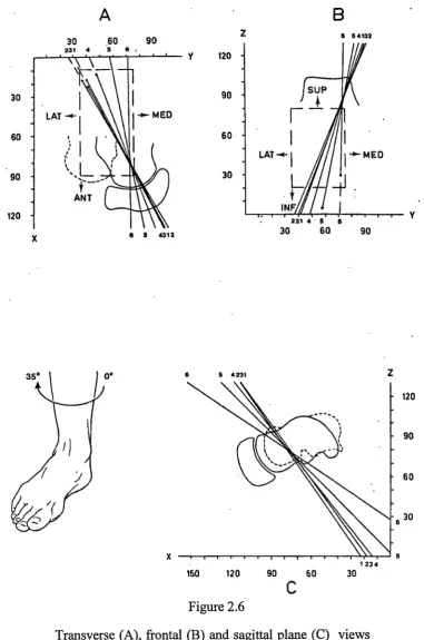 Figure 2.6Transverse (A), frontal (B) and sagittal plane (C) views