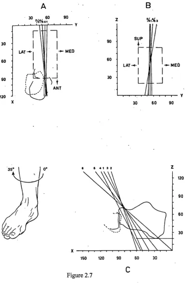 Figure 2.7Transverse (A), frontal (B) and sagittal plane (C) views of