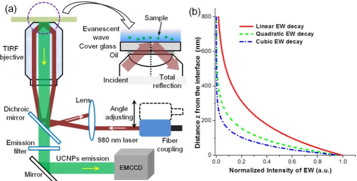 Figure 2. (a) Schematic diagram for the setup of the proposed objective-based TPEW imaging system