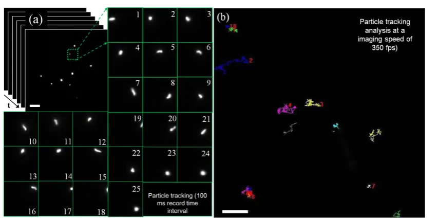 Figure 4. Rapid particle tracking in water solution (a) pictures No. 1 to 25 show the fast moving with a record time interval of 100 ms; (b) tracks of nanoparticles in water solution with a very high imaging rate of 350 fps (frame/second)