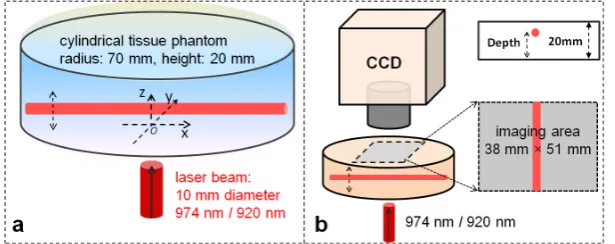 Figure 6. Schematics illustrating geometries and configurations of (a) simulation model and (b) FDOI experiments
