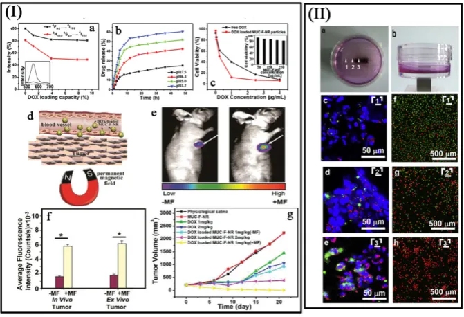 Figure 11. (I a) Integrated green and red UC emission intensity as a function of the DOX loading capacity; inset is the fluorescence spectra of free DOX a magnet placed under the center of the dish