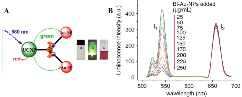 Figure 6. (A) Schematic representation of the binding of biotinylated gold nanoparticles to avidinylated UCNPs