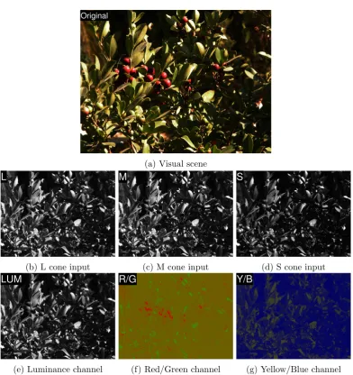 Figure 3.1: Spatial processing stages from original scene to processing by cones (equivalentof retinex pictures Land, 1977) and post-receptoral channels.