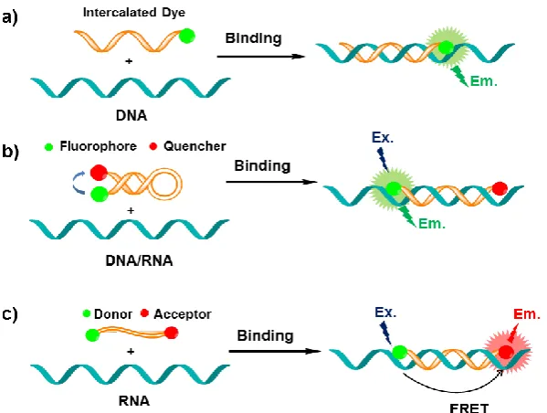 Figure 3. Schematic chemical model of PNA (blue) hybridized with DNA (red), with the hydrogen bonding between complementary nucleobases depicted by dotted lines (A= adenine, G= guanine, C= cytosine and T= thymine)