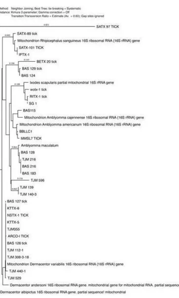 Fig. 3. The phylogenetic analysis was constructed using neighbor-joining method, to construct the tick phylogenetic tree of some of hard tick species sequences from the Genbank and our sequences samples are included based on 16S r DNA sequences 