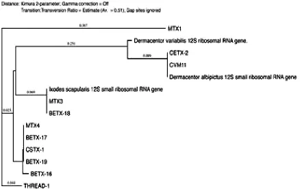 Fig. 4. The phylogenetic analysis was constructed using neighbor-joining method, to construct the tick phylogenetic tree of some of hard tick species sequences from the Genbank and our sequences samples are included based on 12S r DNA sequences  