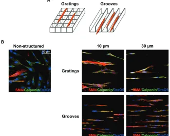 Fig 2. VSMC cultivation on microstructured substrates . A. Schematic presentation of VSMC location on grating and groove substrates