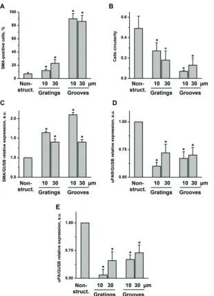 Fig 3. VSMC on structured substrate acquire contractile phenotype. A. Quantification of percentage of cells containing SMA-positive contractile was characterized by calculating cells circularity using ImageJ software