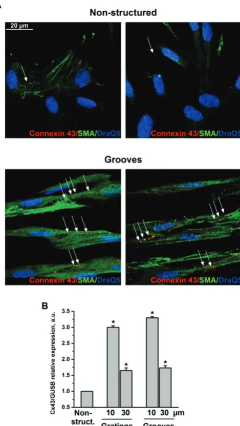 Fig 4. VSMC on grooves but not on non-structured e-Shell de-velop Cx43-containing cell-cell contacts