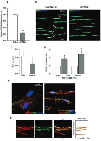 Fig 5. uPAR counteracts substrate topography-induced VSMC morphological changes. A. Efficiency of uPAR expression downregulation was assessed by TaqMan analysis