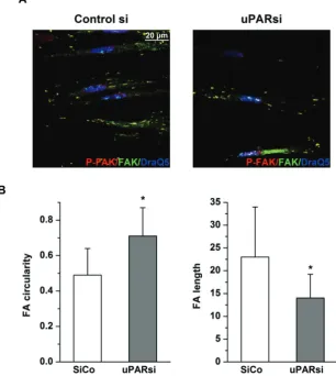 Fig 6. uPAR stabilizes focal adhesion complexes in VSMC on microgrooves. A. VSMC nucleofected with control siRNA or uPARsi RNA and phological features of FA of SiCo and uPARsi-nucleofected VSMC were quantified using ImageJ software