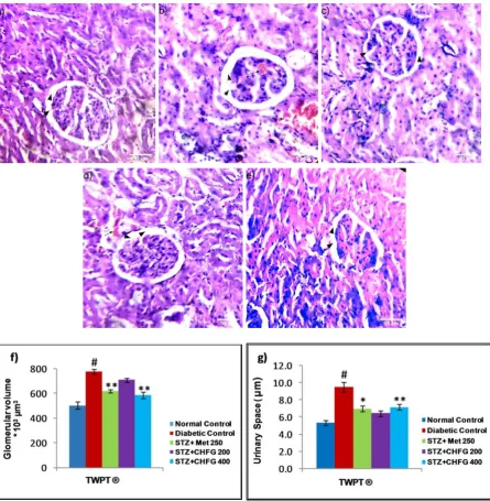 Figure 6: Light microscopic representative images of kidney tissues (HE stained sections, 20X, Scale bar 50 Treatment, ® = observation recorded four weeks after induction of diabetes