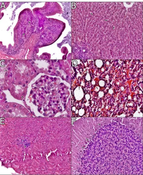 Fig. 3. A. Focal lymphocytes in propria mucosa (arrows), duodenum, x100, H and E. B. Focal mononüklear cell Hydropic degeneration in tubul epitheliums (arrows), kidney, x100, H and E