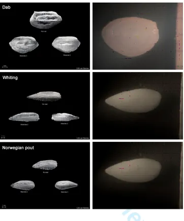 Figure S1For Peer Reviewimage) and considerably digested (grade 3, lower right image) otoliths and in the right column severely digested (grade4) otoliths