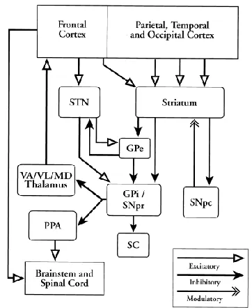 Figure 1. Basal ganglia and adjacent structures in coronal section [Reference by Mink, 2001 (2)]
