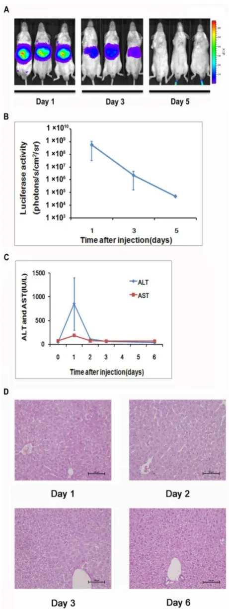Fig 1. Detection of luciferase expression in the mouse liver after hydrodynamics-based gene delivery.sion in the livers (n=5) was monitored longitudinally through noninvasive molecular imaging (A, B)