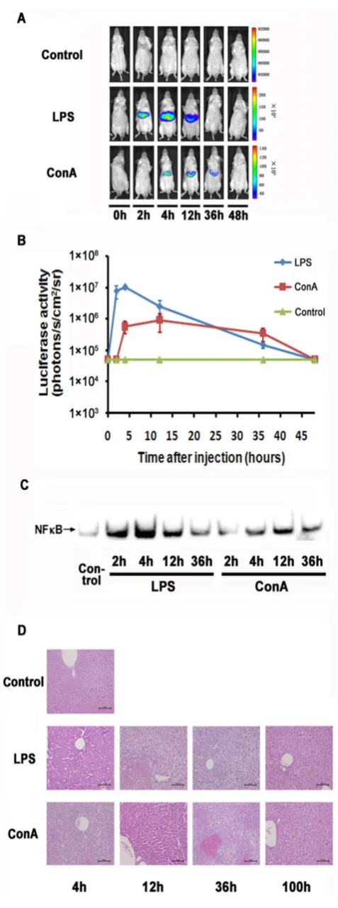 Fig 2. Monitoring NF-κdiated acute inflammation. through LPS and ConA treatment (A). The level of luciferase expression (n=4) was quantified as photons/s/cmB activation during LPS and ConA me-NF-κB in the mouse liver was activated 2/sr using the Living Ima