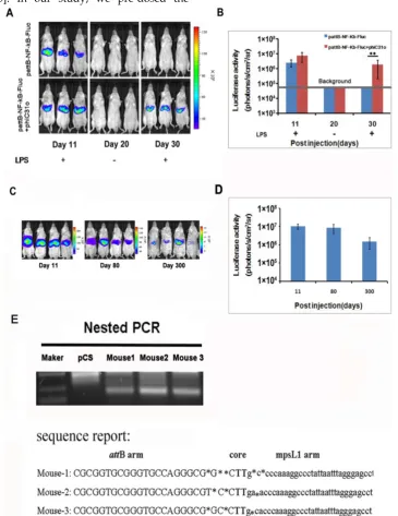 Fig 3.Phage φC31ointegrase mediated stable integration of the NF-κB-luc reporter. A total of 10 μg of pattB-NF-κB-Fluc was delivered to mice with and without 20 μg of PphiC31oby hydrodynamic injection