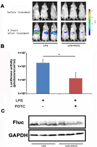 Fig 4. Monitoring the suppression effect of PDTC on NF- activation (n=3) was measured at 4 hours through bioluminescence imaging