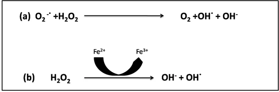 Figure 2: Equations depicting Haber-Weiss Reaction and Fenton Reaction   